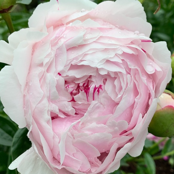 Meet your Posher, Emily - Picture 1 of 1